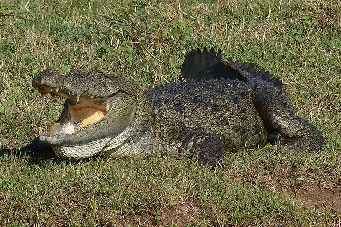 Exclusive: Full Day Leopard Safari at Yala National Park - The midday picnic and one-hour beach break