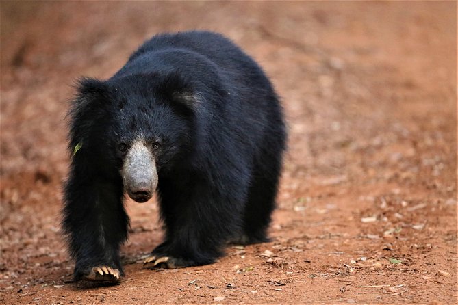 Exclusive: Full Day Leopard Safari at Yala National Park - The 2:00 p.m. afternoon game drive
