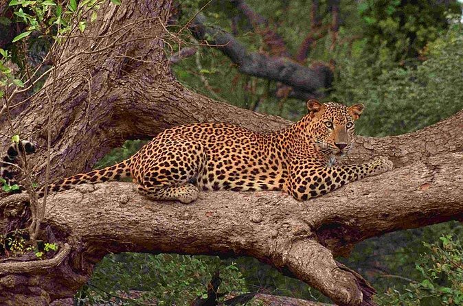Exclusive: Full Day Leopard Safari at Yala National Park - Who will enjoy this safari most