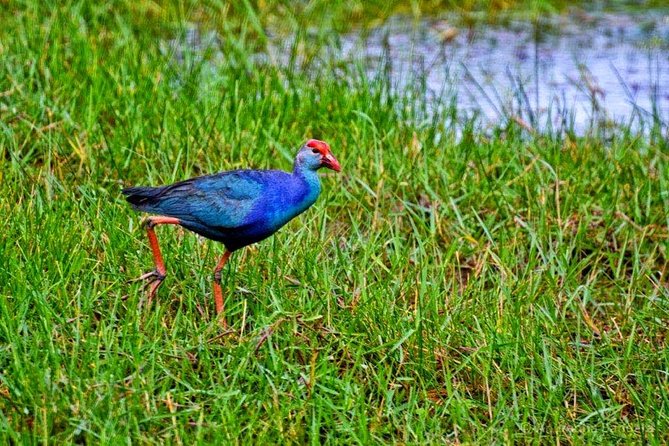 Exclusive: Muthurajawela Bird Watching Tour with Transfers - The tuk-tuk transfer adds local flavor