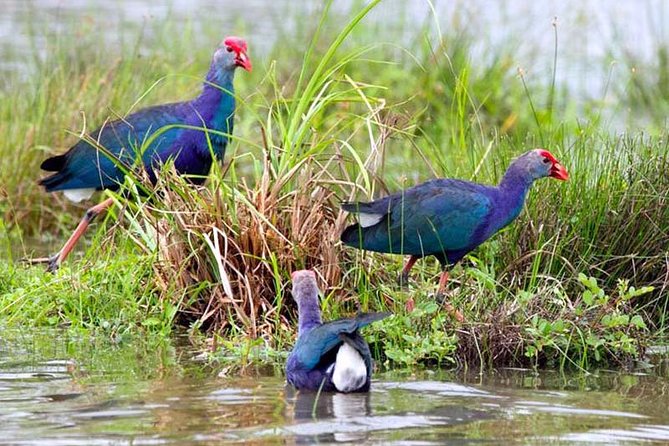 Exclusive: Muthurajawela Bird Watching Tour with Transfers - What you might see among the mangroves
