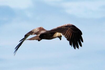 Exclusive: Muthurajawela Bird Watching Tour with Transfers