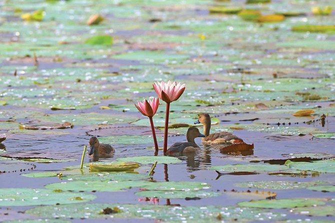 Exclusive: Muthurajawela Bird Watching Tour with Transfers - Start early for cooler air and better bird activity