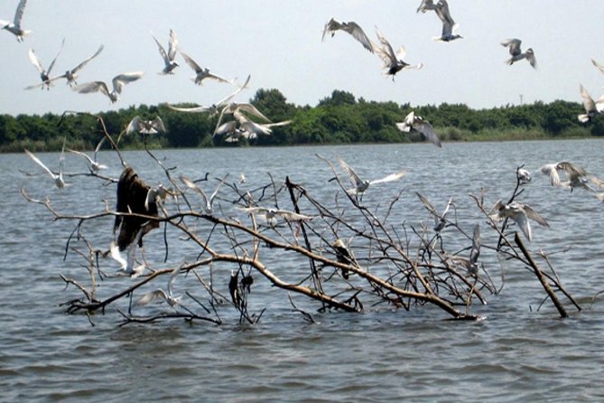 Exclusive: Muthurajawela Bird Watching Tour with Transfers - Who should book this wetland trip?