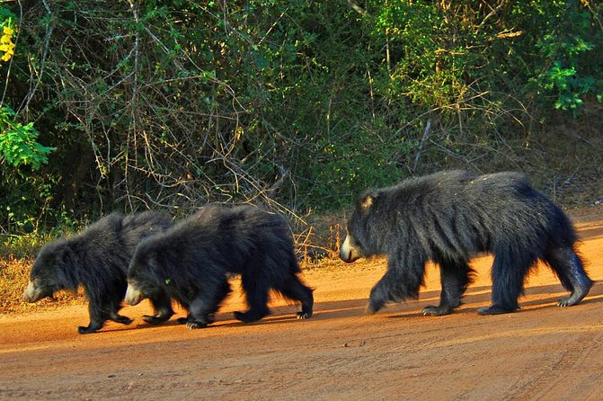 Exclusive : Overnight Leopard Safari with Luxury Glamping - The 7:30 am journey from Colombo