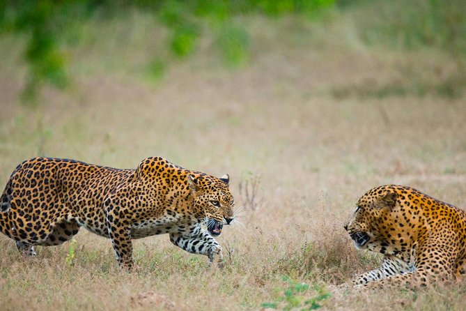 Exclusive : Overnight Leopard Safari with Luxury Glamping - The 2:30 pm safari inside Yala