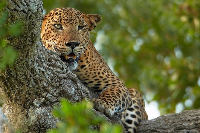 Exclusive : Overnight Leopard Safari with Luxury Glamping - Alfresco shower, campfire drinks, and dinner at 9:00 pm