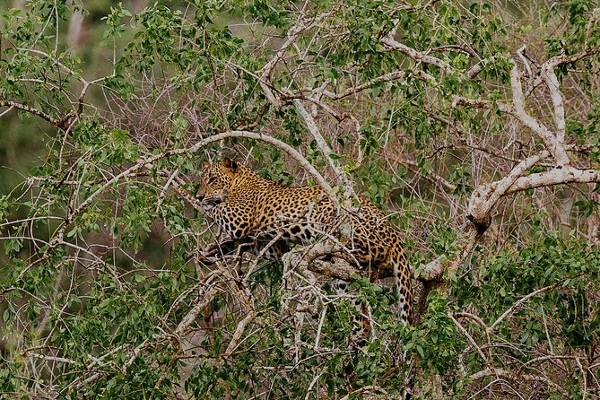 Exclusive : Overnight Leopard Safari with Luxury Glamping - Sleeping in a large en suite tent