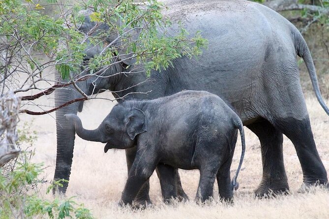 Explore The Beauty Of Udawalawe National Park From South Coast During 01 Day - The optional Elephant Transit Home stop