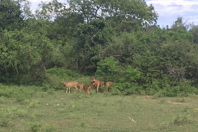 Explore The Beauty Of Udawalawe National Park From South Coast During 01 Day - What the guides add to the day