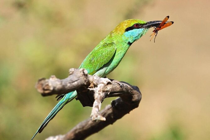 Explore The Beauty Of Udawalawe National Park From South Coast During 01 Day - Practical details before you book