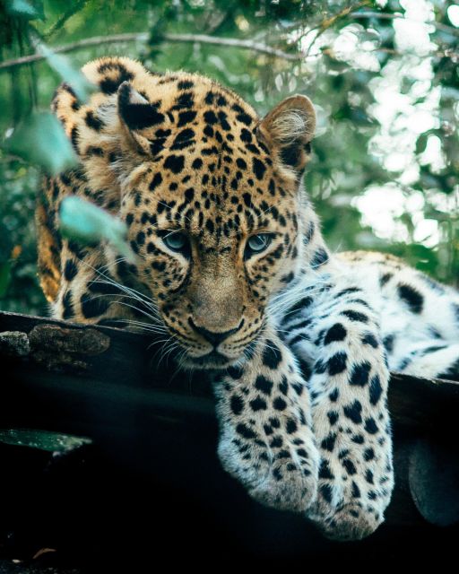 Explore the MAGIC of Sri Lanka in 7days -4 Star hotels Incl. - Hotels, meals, and what $1,041 covers