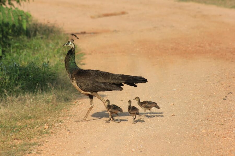 From: Ahungalla/Ambalangoda/Kosgoda/Balapitiya - YALA Safari - The eco-friendly promise and the real trade-off