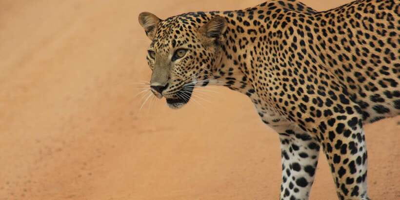 From: Ahungalla/Ambalangoda/Kosgoda/Balapitiya - YALA Safari - Why the dawn timing matters in Yala