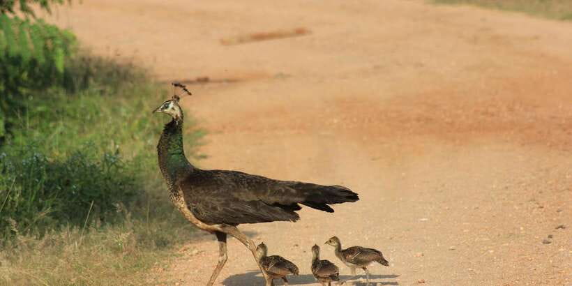 From: Ahungalla/Ambalangoda/Kosgoda/Balapitiya - YALA Safari - Entering Yala for the first two-hour game drive