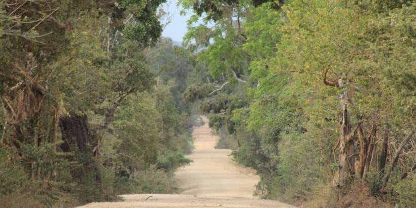 From: Ahungalla/Ambalangoda/Kosgoda/Balapitiya - YALA Safari - Patanangala Beach gives you a needed pause