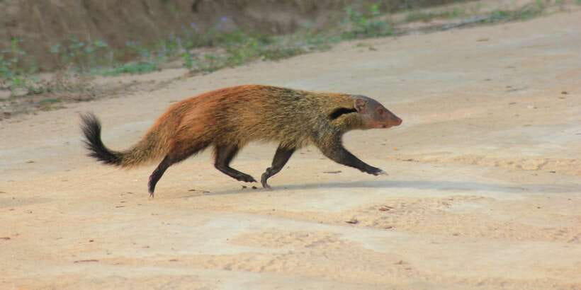 From: Ahungalla/Ambalangoda/Kosgoda/Balapitiya - YALA Safari - The second one-hour drive and return to the coast