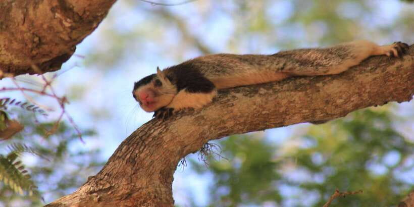 From: Ahungalla/Ambalangoda/Kosgoda/Balapitiya - YALA Safari - What the $105 price really covers
