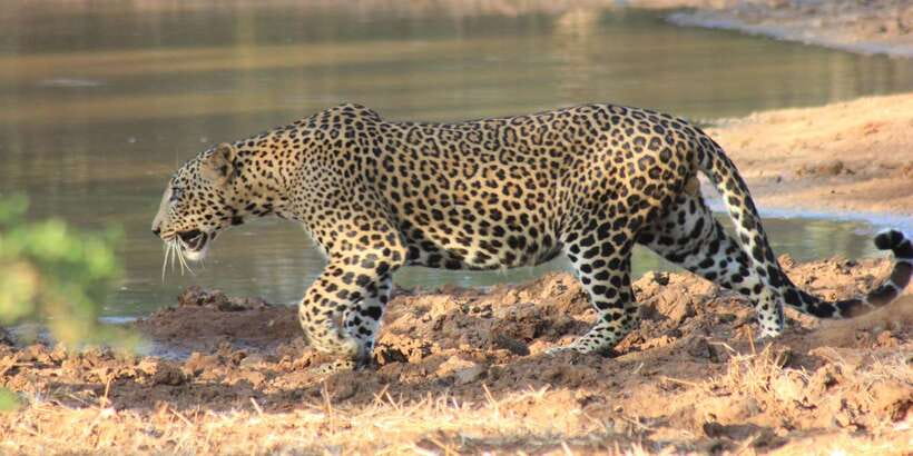 From: Ahungalla/Ambalangoda/Kosgoda/Balapitiya - YALA Safari - The driver-guide makes a real difference