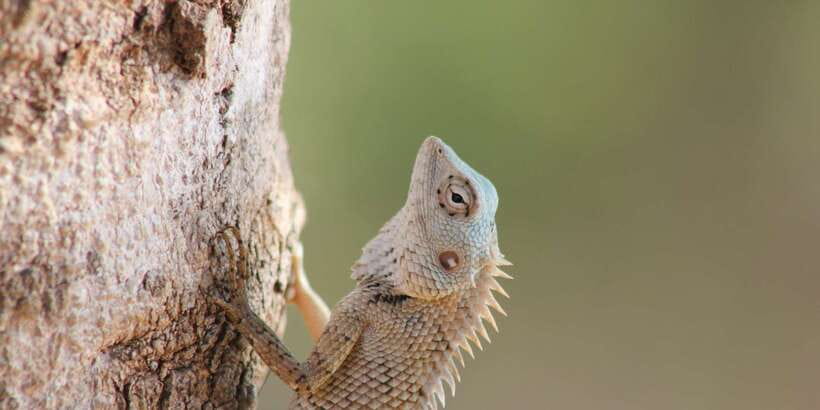From: Ahungalla/Ambalangoda/Kosgoda/Balapitiya - YALA Safari - Group size, comfort, and what to bring