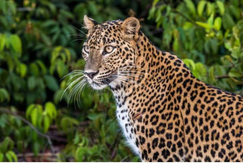 From Anuradhapura: All Inclusive Full Day Safari at Wilpattu - Why Wilpattu rewards a full day