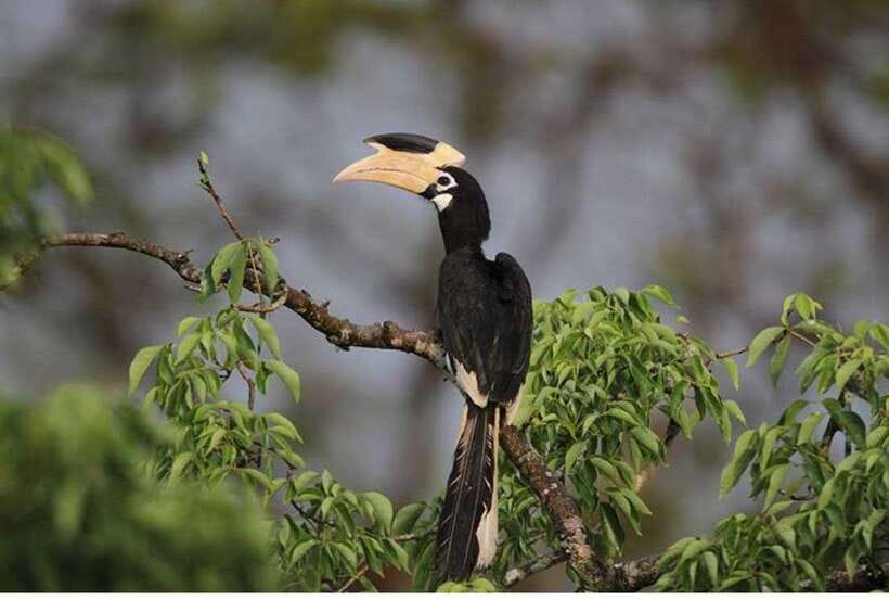 From Anuradhapura: All Inclusive Full Day Safari at Wilpattu - The 5:00 am pickup from Anuradhapura