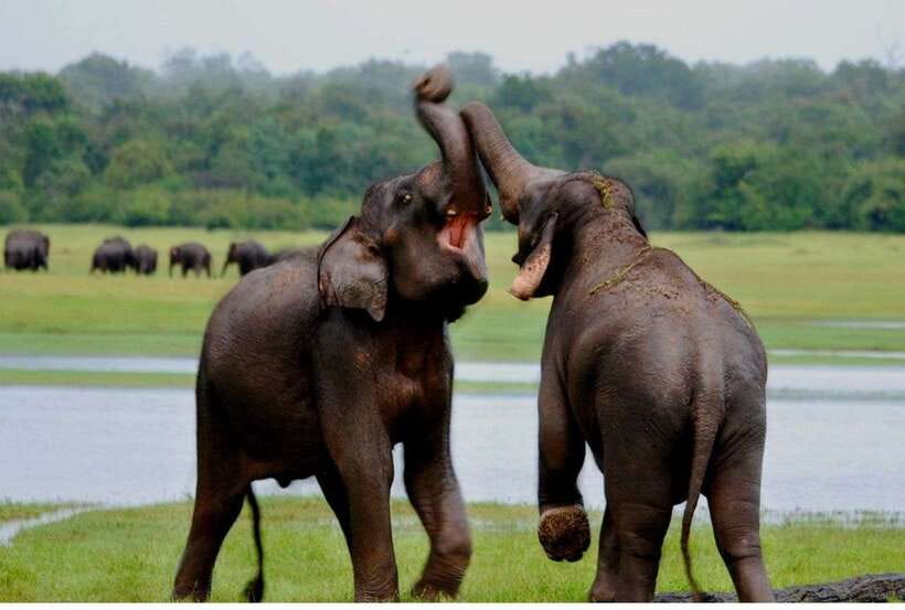 From Anuradhapura: All Inclusive Full Day Safari at Wilpattu - Inside Wilpattu: willus, forest, and patient watching