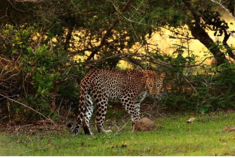 From Anuradhapura: All Inclusive Full Day Safari at Wilpattu - Who should book this Wilpattu safari?