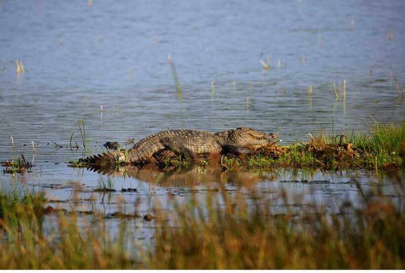 From Anuradhapura: All Inclusive Full Day Safari at Wilpattu - Booking details worth checking first