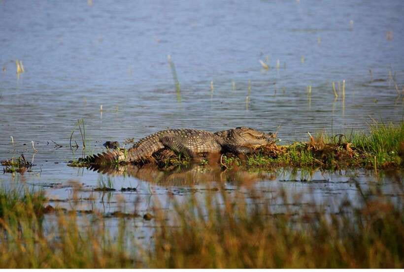 From Anuradhapura: All Inclusive Full Day Safari at Wilpattu - Breakfast before the wildlife search
