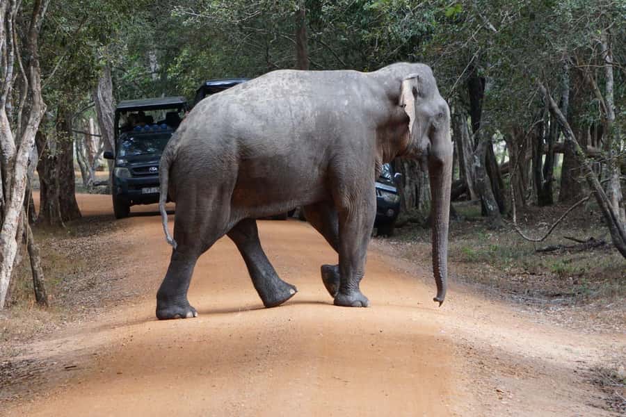 From Anuradhapura:Wilpattu Full-Day Wildlife Safari. - Key points to know before you book