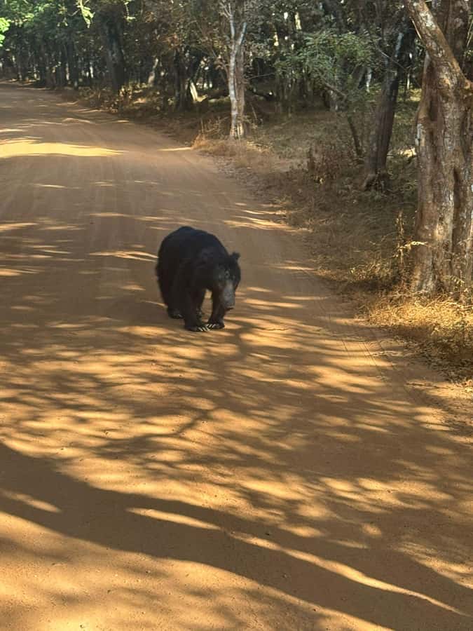 From Anuradhapura:Wilpattu Full-Day Wildlife Safari. - Why a full day at Wilpattu can be worth it