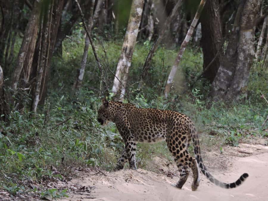 From Anuradhapura:Wilpattu Full-Day Wildlife Safari. - Breakfast before the safari begins