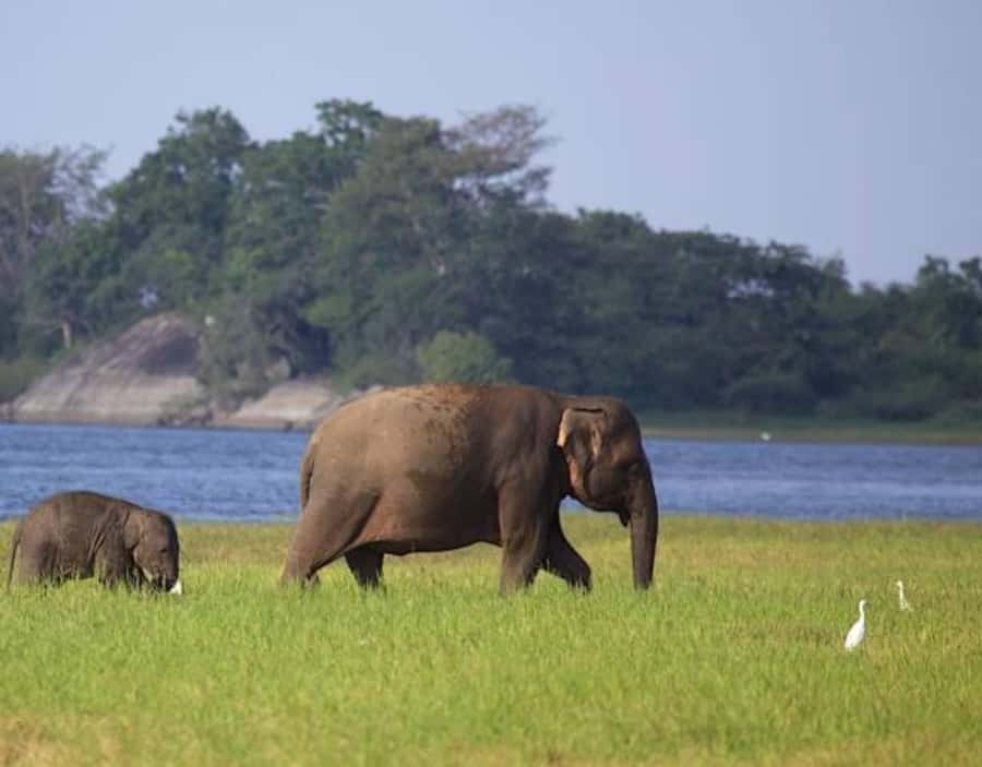 From Anuradhapura:Wilpattu Full-Day Wildlife Safari. - Wildlife sightings are never guaranteed