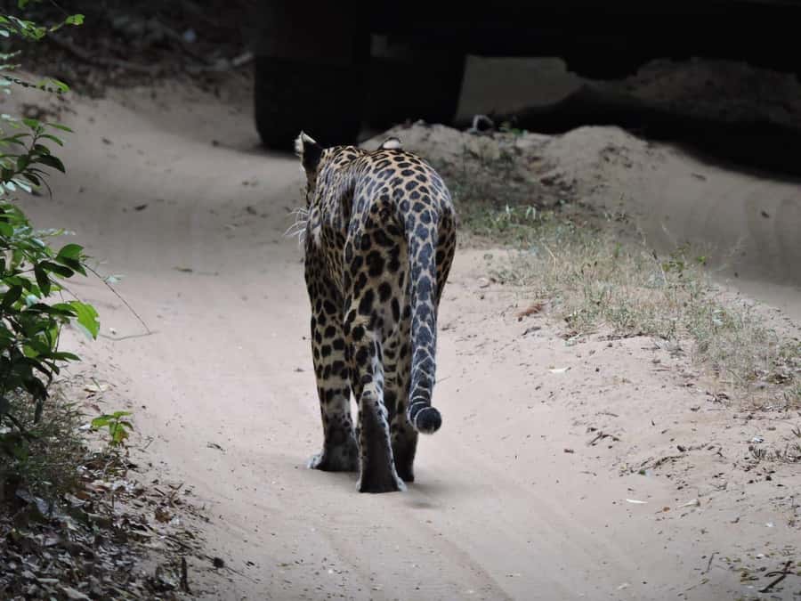 From Anuradhapura:Wilpattu Full-Day Wildlife Safari. - Lunch in the middle of the park day