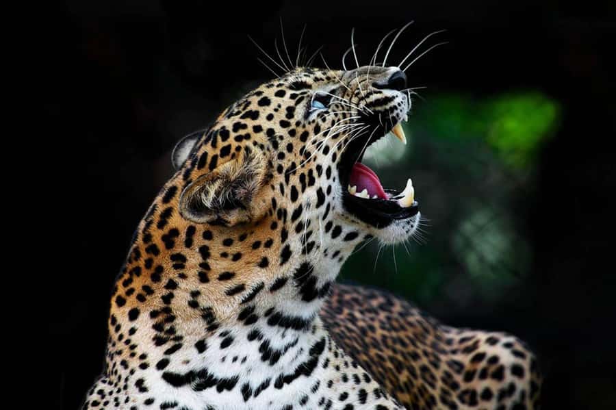 From Anuradhapura:Wilpattu Full-Day Wildlife Safari. - The extra $38 entrance fee matters