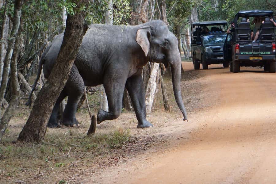 From Anuradhapura:Wilpattu Full-Day Wildlife Safari. - Who should book this safari