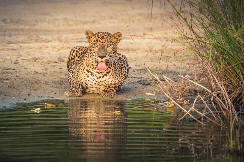 From Anuradhapura: Wilpattu National Park Half-Day Safari - Why Wilpattu feels different from a quick wildlife outing