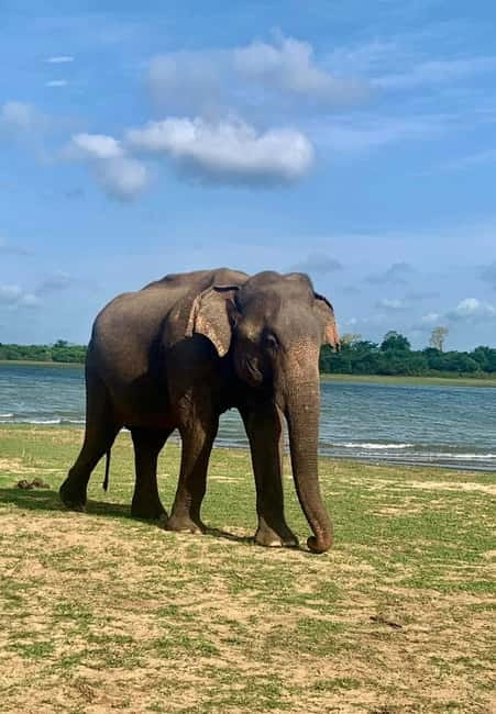 From Anuradhapura: Wilpattu National park Safari - Key points to know before you book