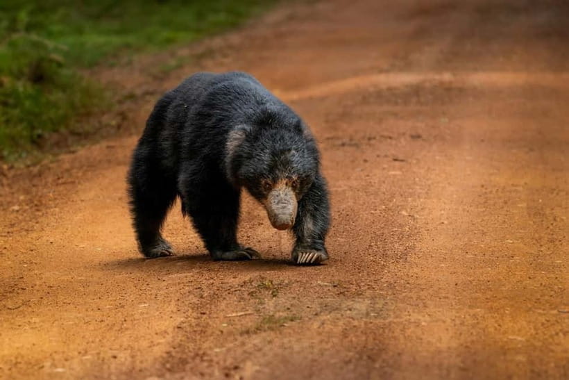 From Anuradhapura: Wilpattu National park Safari - Wildlife watching, with realistic expectations
