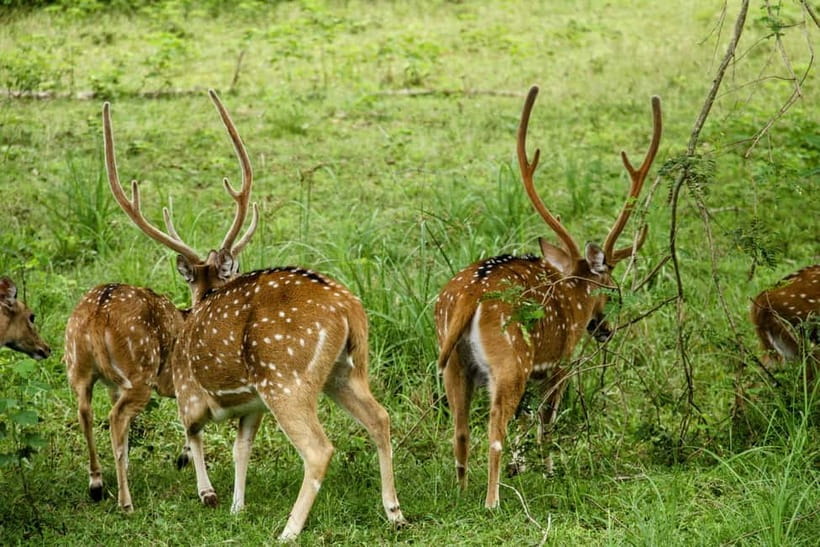 From Anuradhapura: Wilpattu National park Safari - Breakfast and lunch: check which version you are buying