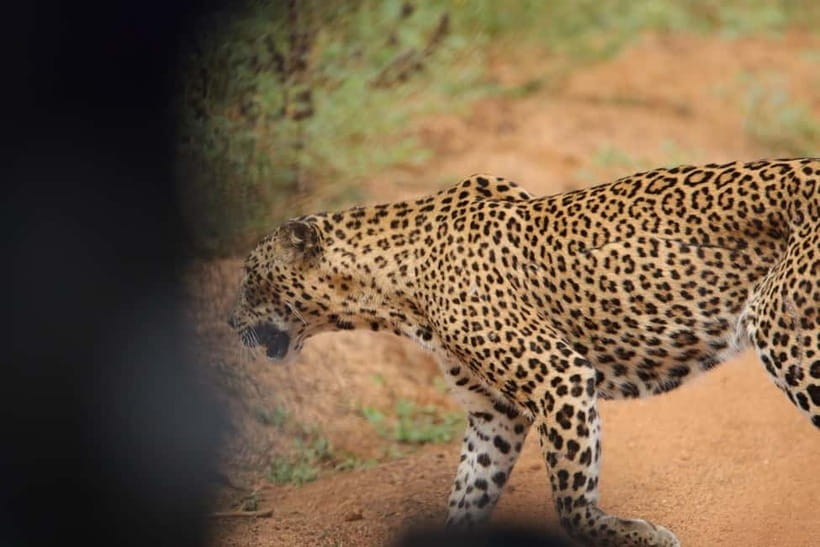From Anuradhapura: Wilpattu National park Safari - Who should book this Wilpattu safari?
