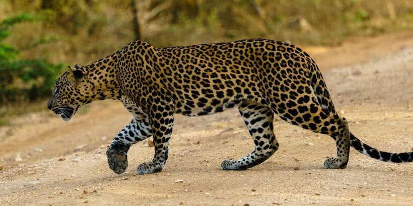 From Arugambay : Yala National Park Safari & Dropoff in Ella - Key points to know before booking