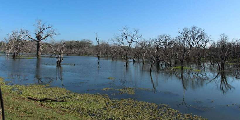 From Arugambay : Yala National Park Safari & Dropoff in Ella - The 4x4 jeep and group size