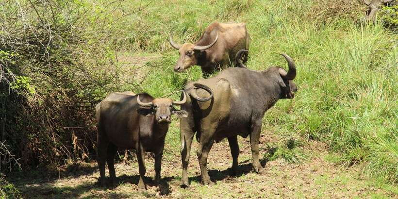 From Arugambay : Yala National Park Safari & Dropoff in Ella - What the $74 price really includes