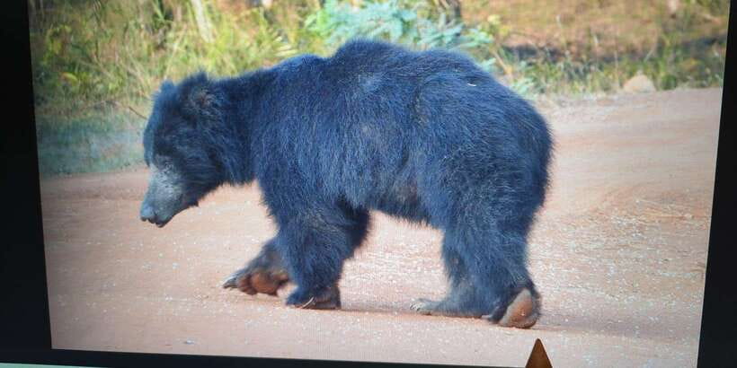From Arugambay : Yala National Park Safari & Dropoff in Ella - The morning pickup and long road portion