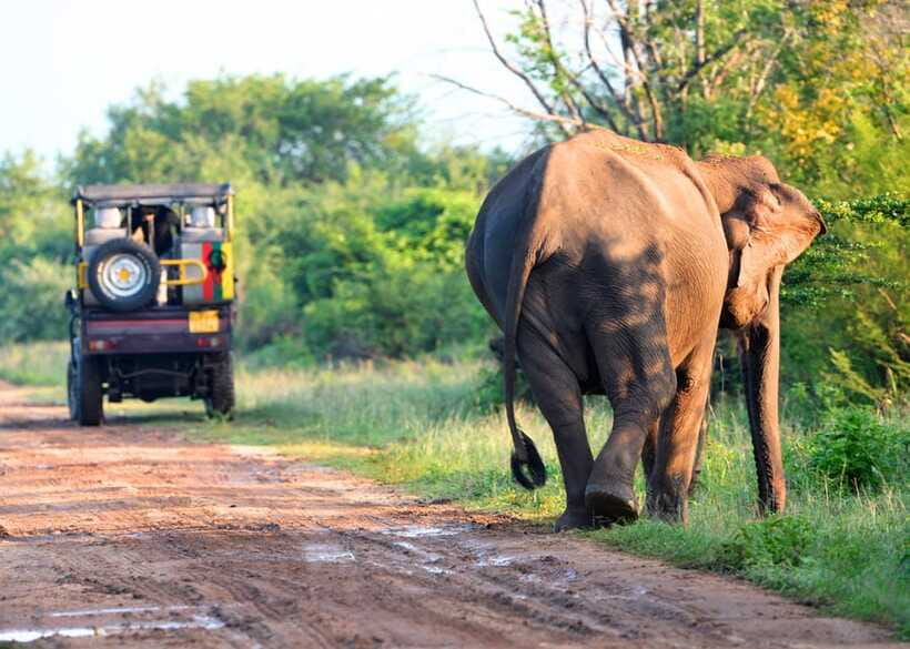 From Bentota: Elephant Transit Camp and Udawalawe Safari - Who should book this day trip?