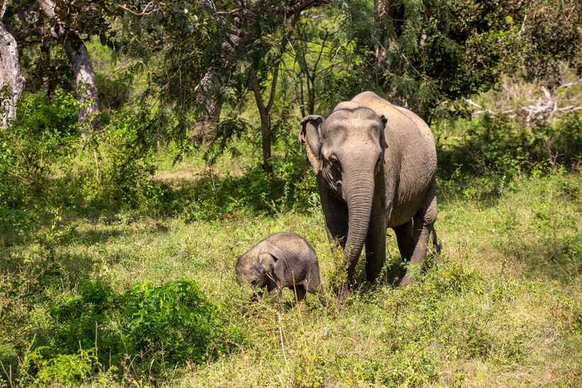 From Bentota: Elephant Transit Camp and Udawalawe Safari - Unawatuna Beach and the coastal pause