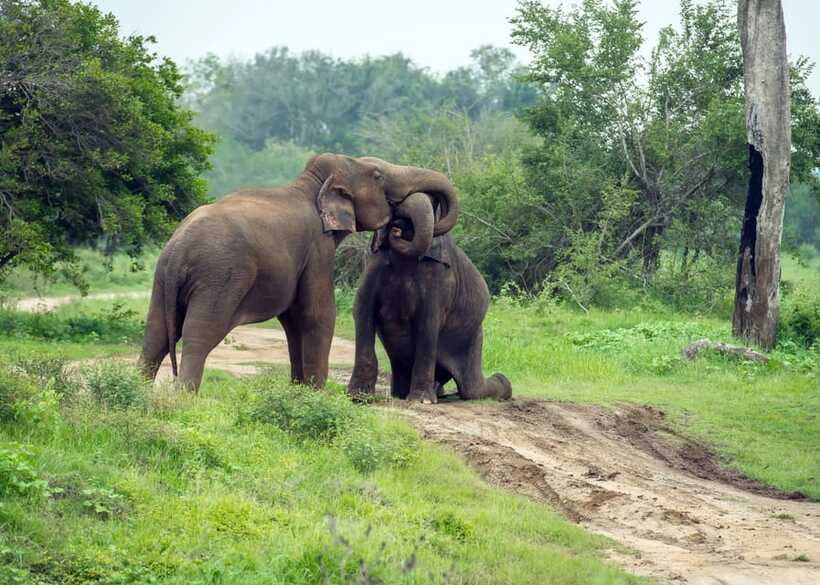 From Bentota: Elephant Transit Camp and Udawalawe Safari - The morning transfer and what to pack