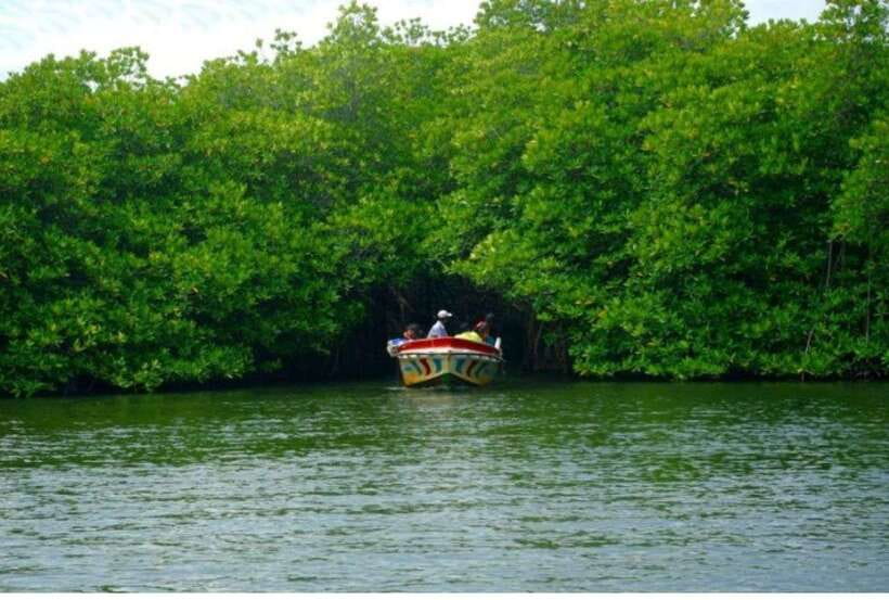 From Bentota: Exclusive Madu River Safari & Turtle Hatchery - Temple Island brings a cultural pause